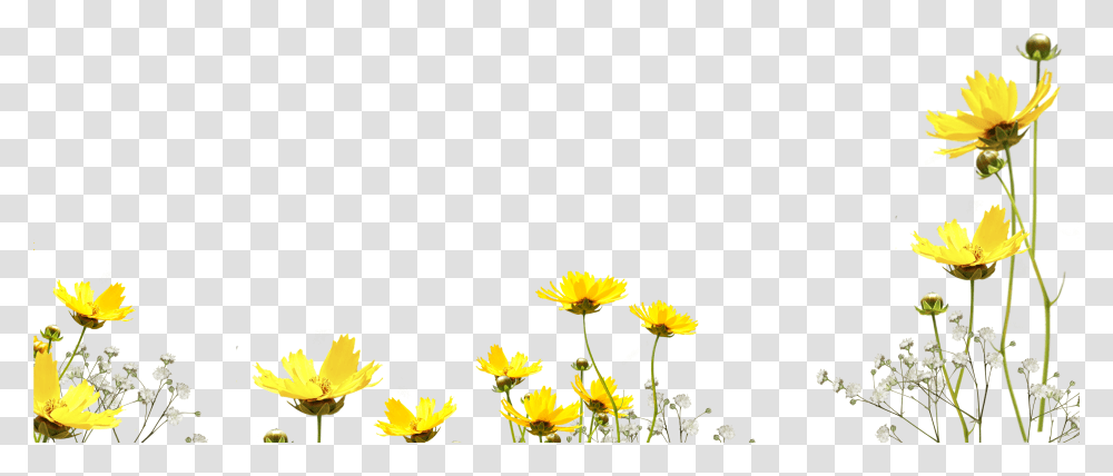 Free Flower Photo Overlay Photoshop Overlays From, Plant, Blossom, Daisy, Daisies Transparent Png
