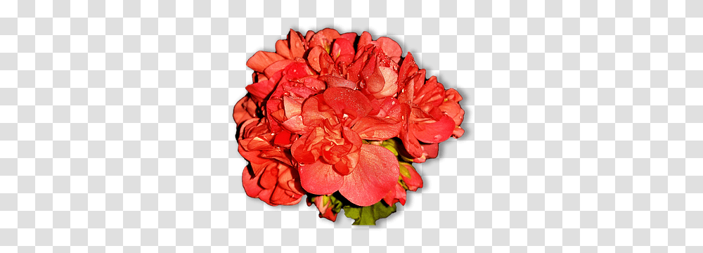 Free Flower Photos Floribunda, Geranium, Plant, Blossom, Rose Transparent Png