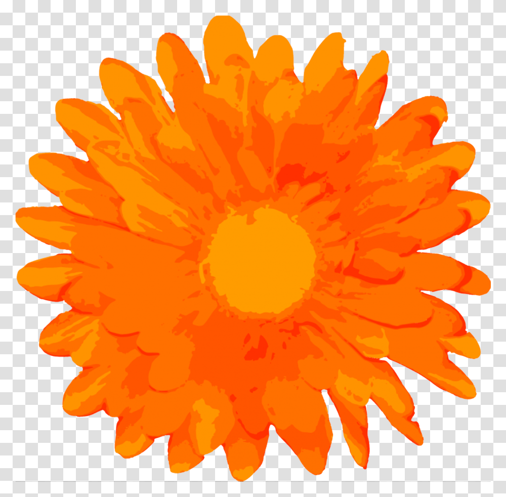 Free Flower, Plant, Blossom, Daisy, Daisies Transparent Png