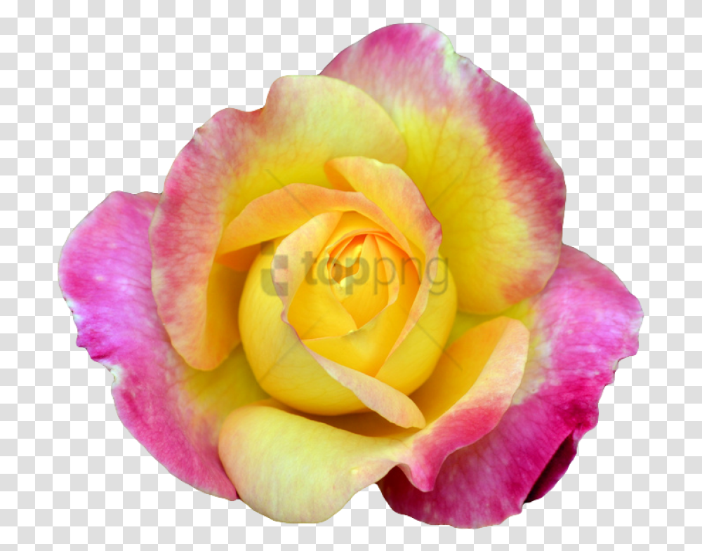 Free Flower Tumblr Image With Pink Yellow Rose, Plant, Blossom, Petal Transparent Png