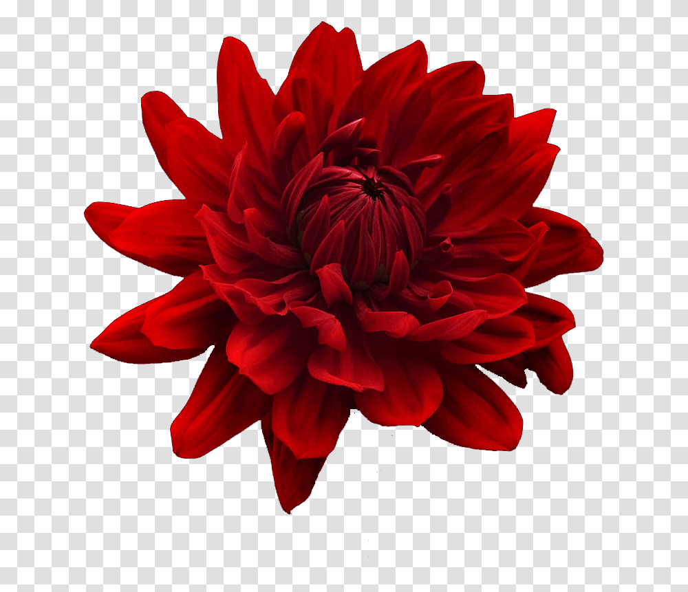 Free Flower Tumblr Red Flower Background Red Flower White Background, Dahlia, Plant, Blossom, Rose Transparent Png