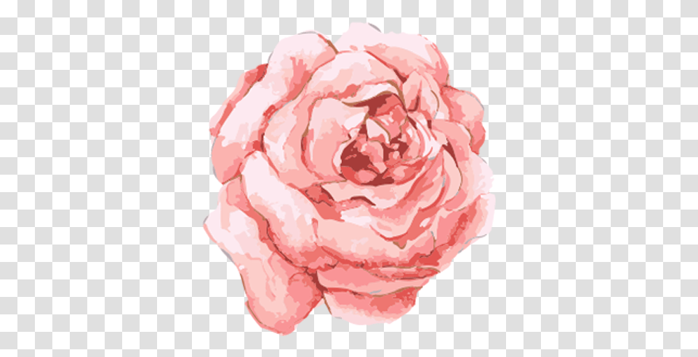Free Flowers Watercolor Pink Flower, Rose, Plant, Blossom, Carnation Transparent Png