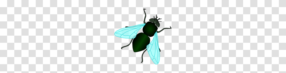 Free Fly Clipart Fly Icons, Insect, Invertebrate, Animal, Wasp Transparent Png