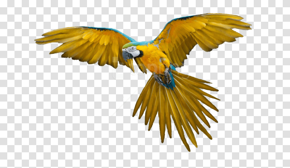 Free Flying Bird Gif Flying Parrot, Animal, Macaw, Cockatoo Transparent Png