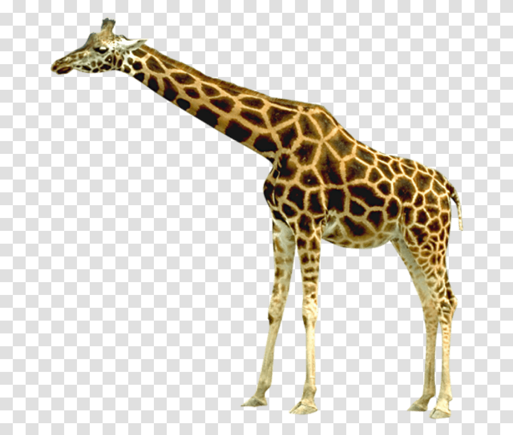 Free Giraffe Images Giraffe Background, Wildlife, Mammal, Animal Transparent Png