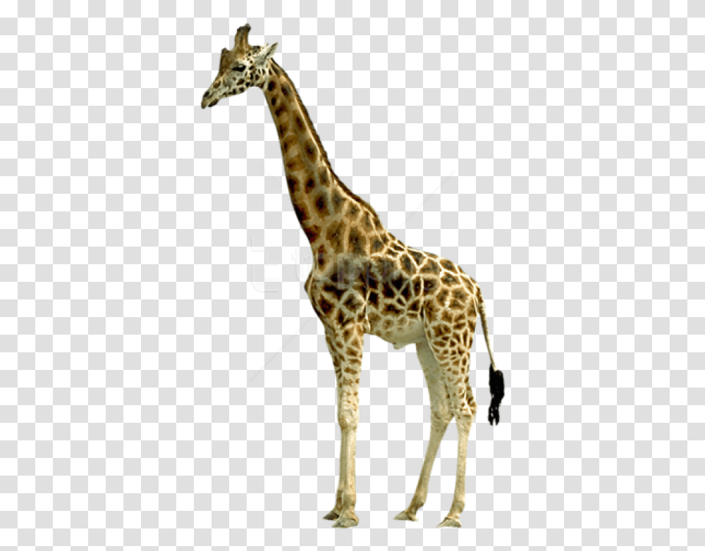Free Giraffe Images Giraffe, Wildlife, Mammal, Animal Transparent Png