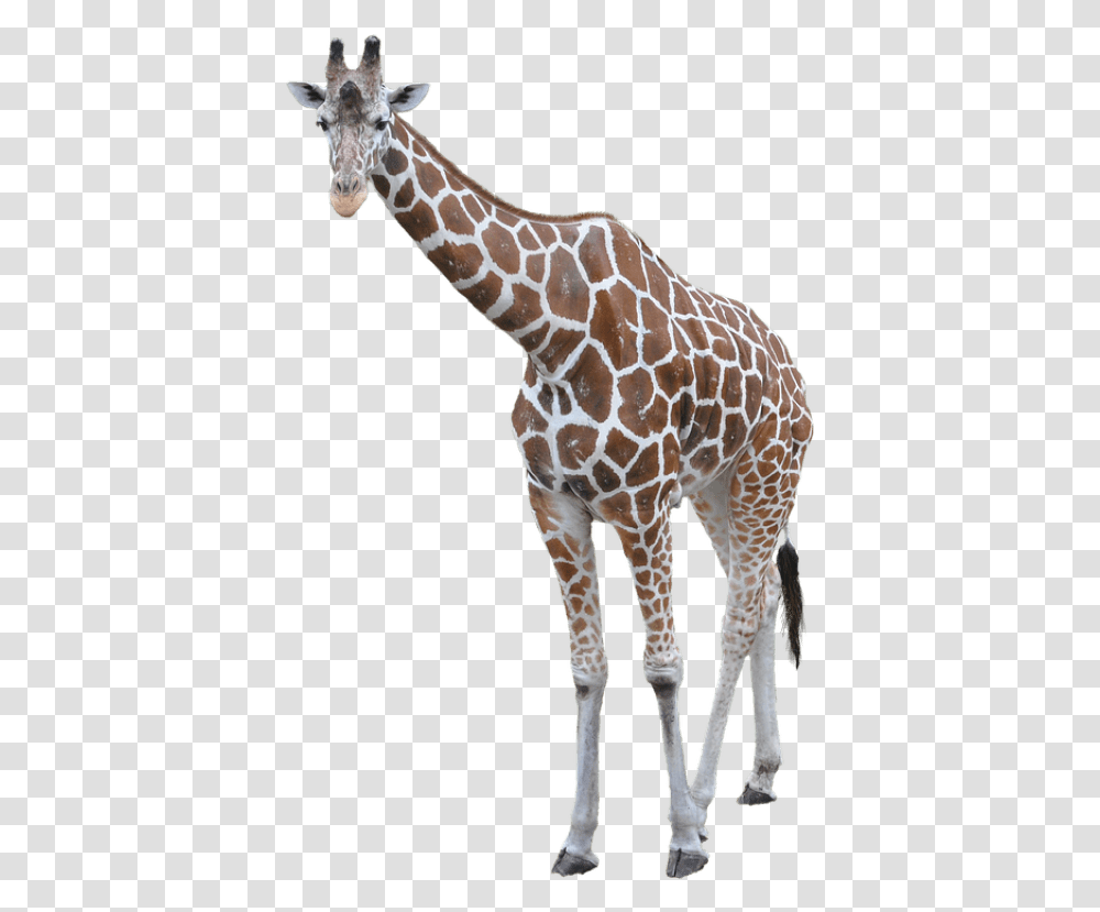 Free Giraffe Images Osaka Tennoji Zoo, Wildlife, Mammal, Animal Transparent Png