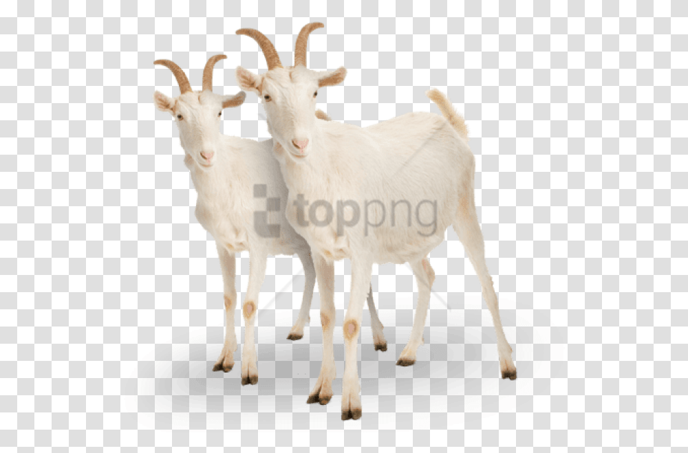 Free Goat Image With Background Name Of Goat Baby, Mammal, Animal, Mountain Goat, Wildlife Transparent Png