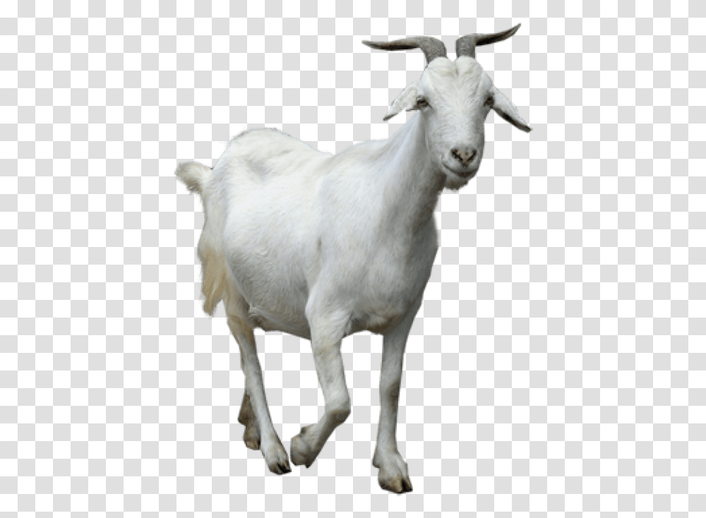Free Goat Images Young Thug Goat Meme, Mammal, Animal, Mountain Goat, Wildlife Transparent Png