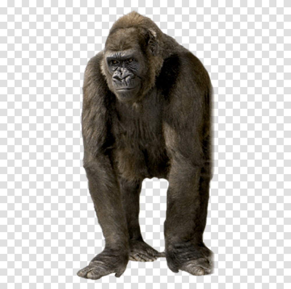 Free Gorilla Images Ape, Wildlife, Mammal, Animal Transparent Png