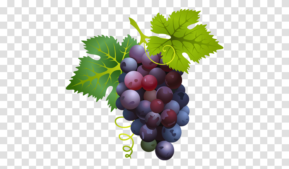 Free Grape Vine Download Clip Grape Clipart, Plant, Grapes, Fruit, Food Transparent Png