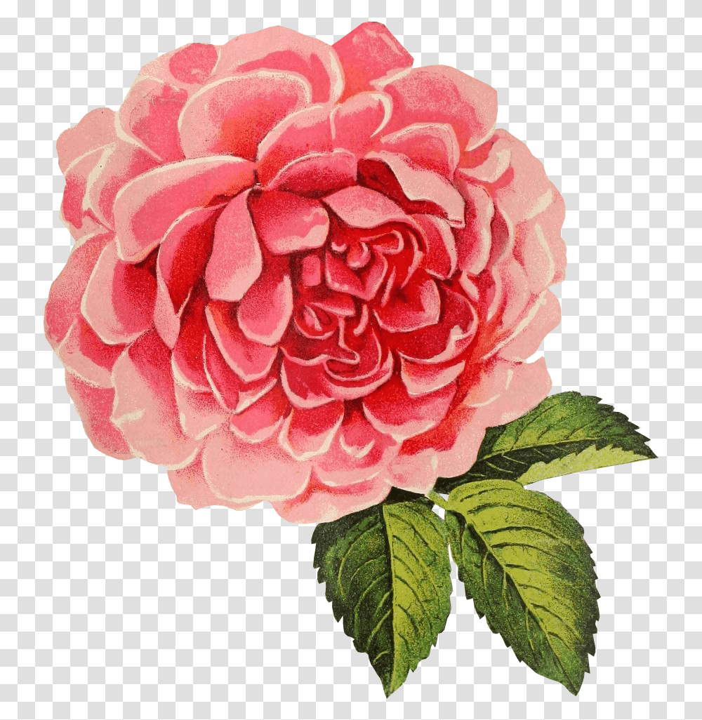 Free Graphic Friday Rose Vintage Vector, Dahlia, Flower, Plant, Blossom Transparent Png