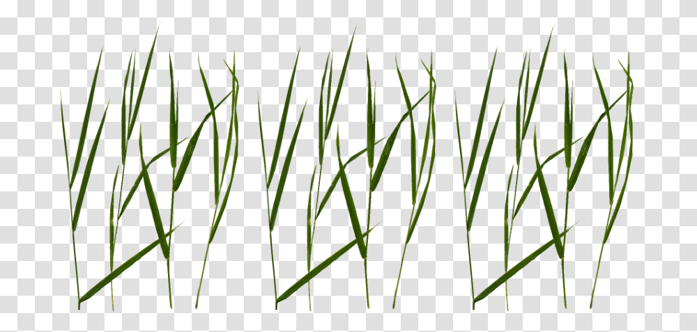 Free Grass Blade Texture Images Background Blade Of Grass, Plant, Vegetation, Daffodil, Flower Transparent Png