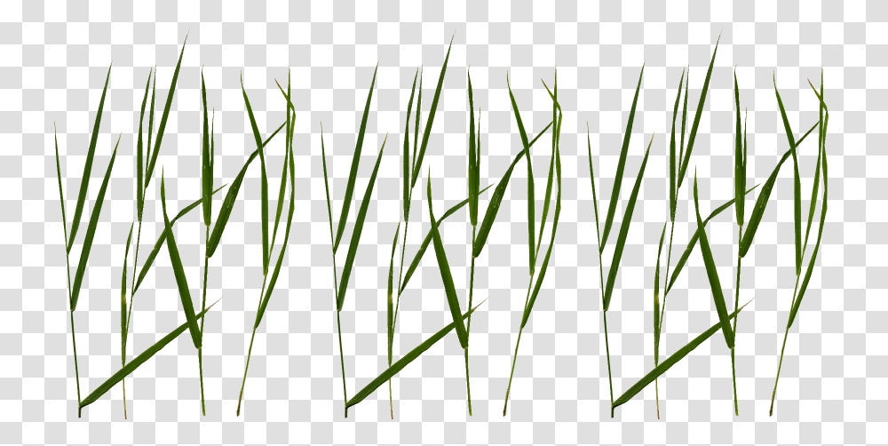 Free Grass Blade Texture, Plant, Leaf, Flower, Tree Transparent Png