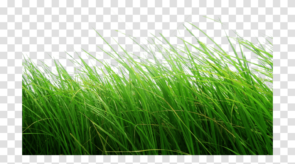 Free Grass Clipart Photo Images Grass, Plant, Lawn, Field, Sport Transparent Png
