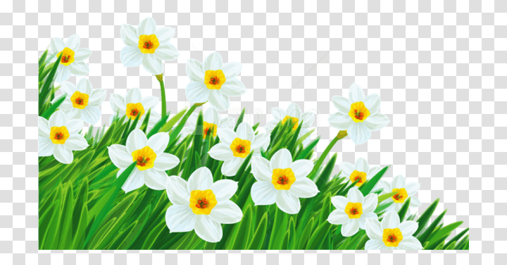 Free Grass With Daffodils Background Spring Flowers Clipart, Plant, Blossom, Daisy, Daisies Transparent Png