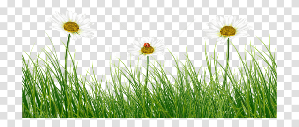 Free Green Grass With Daisies And Ladybug Images Green Grass Flower, Plant, Daisy, Blossom, Petal Transparent Png