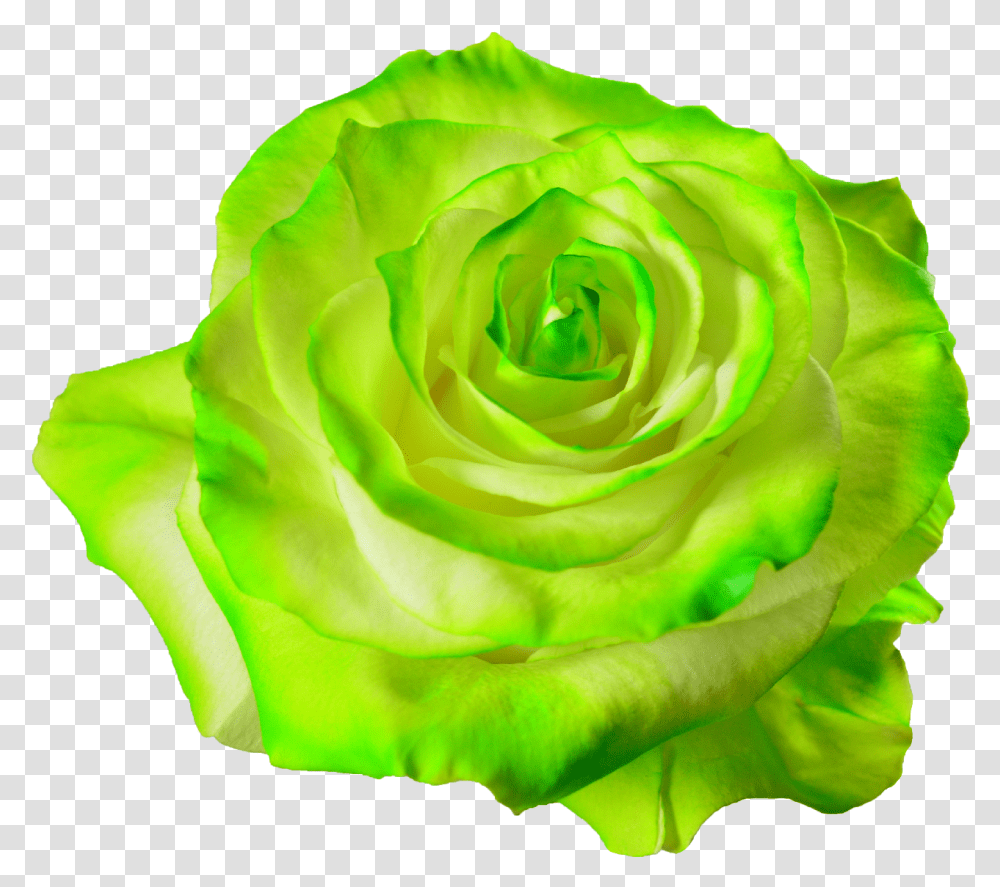 Free Green Roses Green Flower, Plant, Blossom Transparent Png