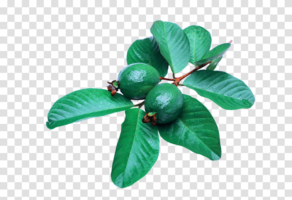 Free Guava Fruit Images Guava Leaves, Plant, Leaf, Lime, Citrus Fruit Transparent Png