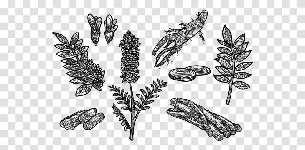 Free Hand Drawn Licorice Vector Liquorice Drawing, Plant, Outdoors, Nature, Flower Transparent Png