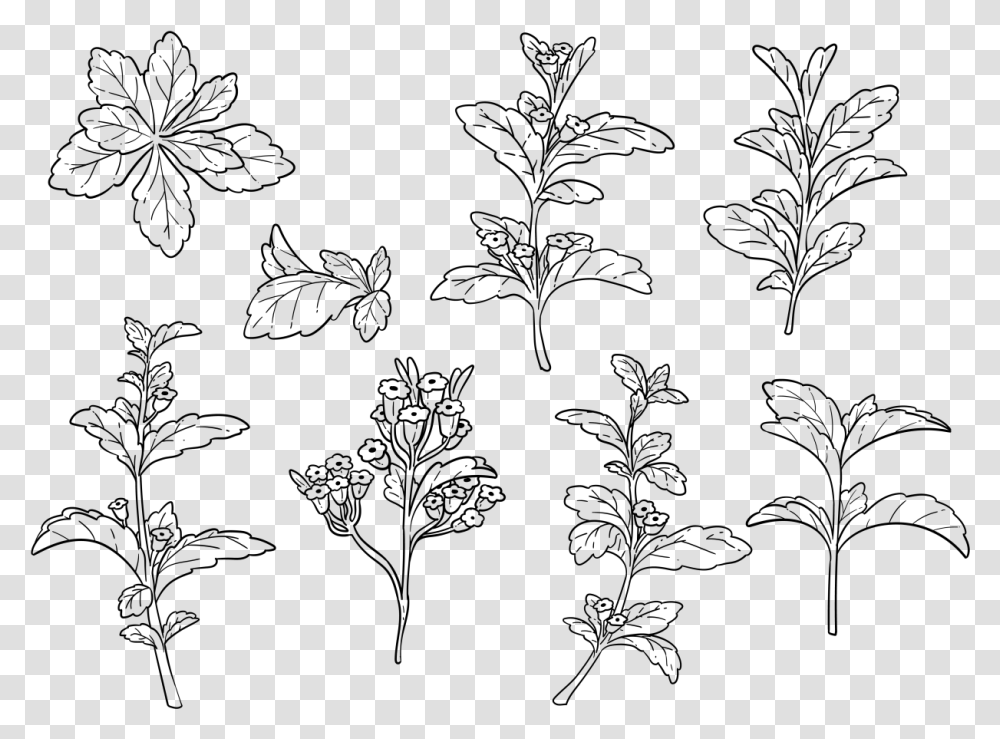 Free Hand Drawn Stevia Vector Drawing, Gray, World Of Warcraft Transparent Png