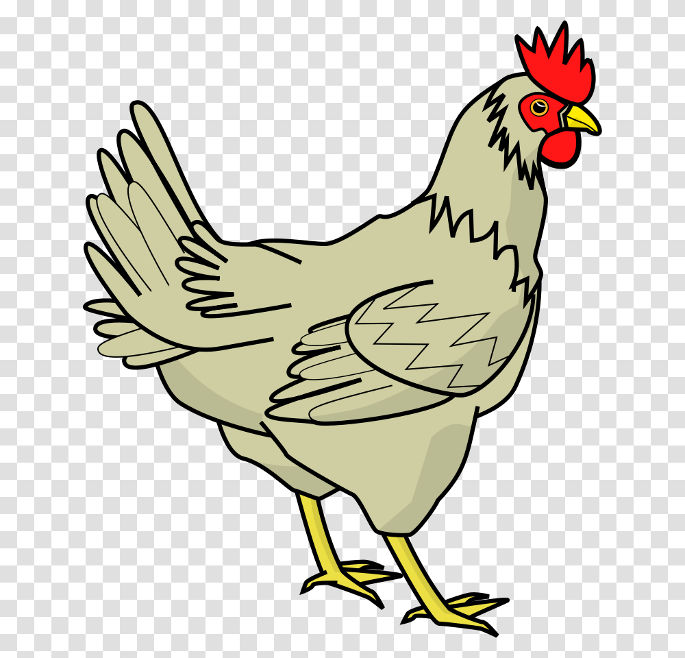Free Hen Hen Images, Poultry, Fowl, Bird, Animal Transparent Png