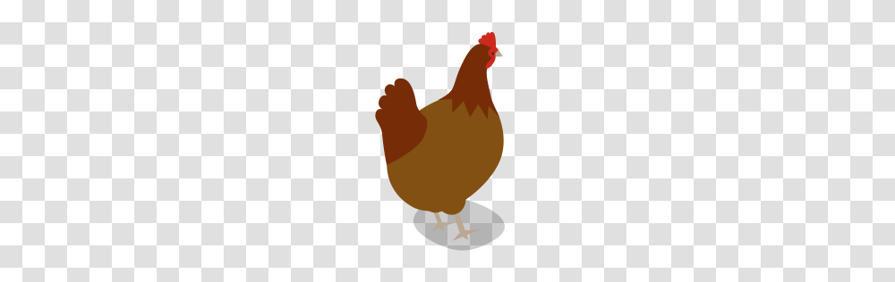 Free Hen Icon Download Formats, Chicken, Poultry, Fowl, Bird Transparent Png