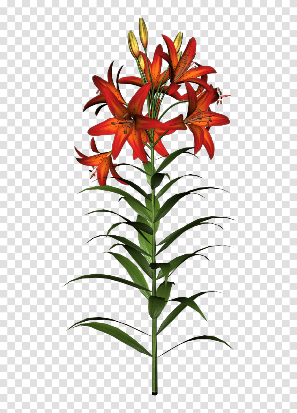 Free High Resolution Clipart Images Free High Resolution Clip, Plant, Flower, Blossom, Lily Transparent Png