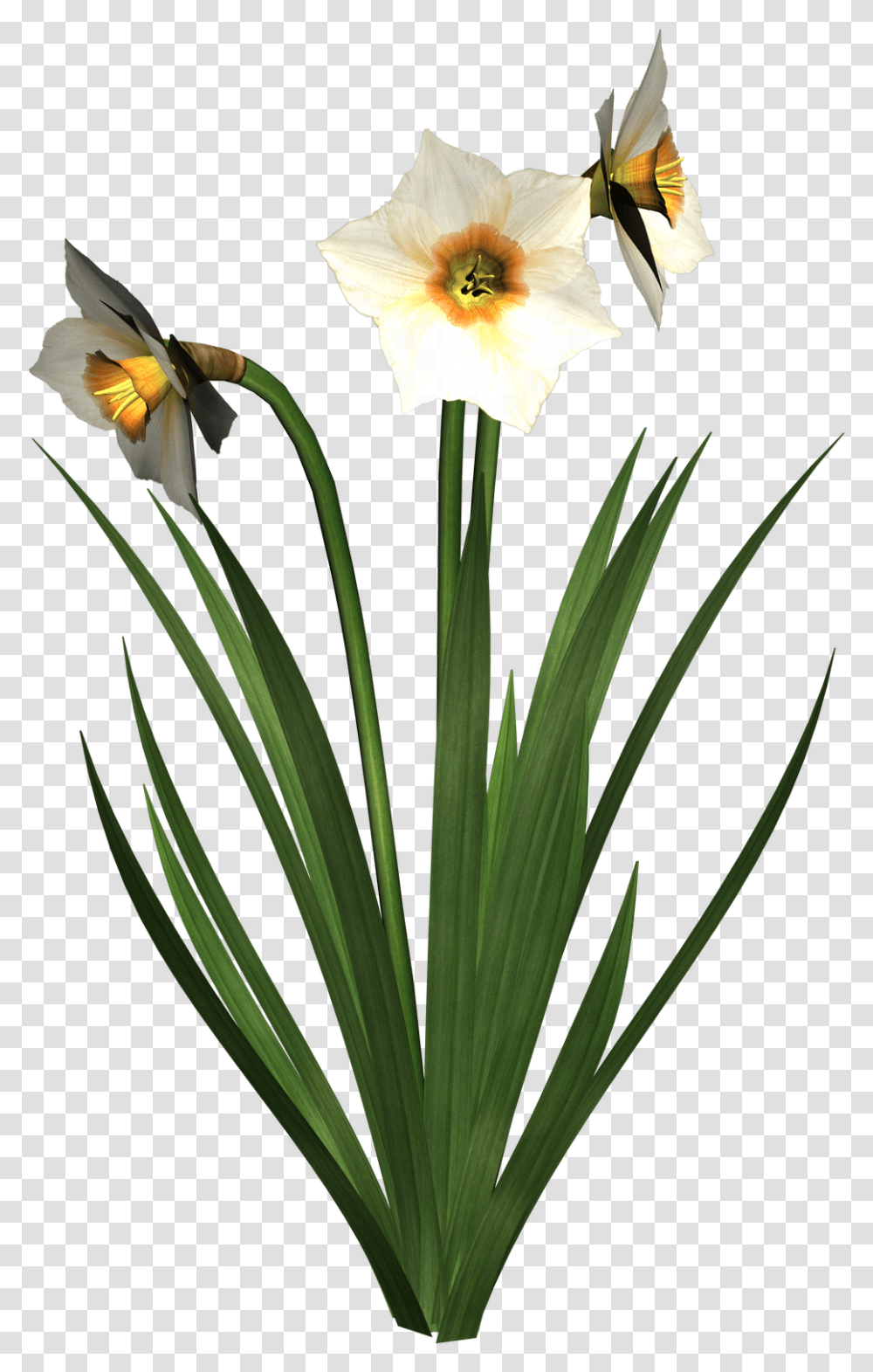 Free High Resolution Graphics And Clip Art Narciss Klipart, Plant, Flower, Blossom, Bird Transparent Png