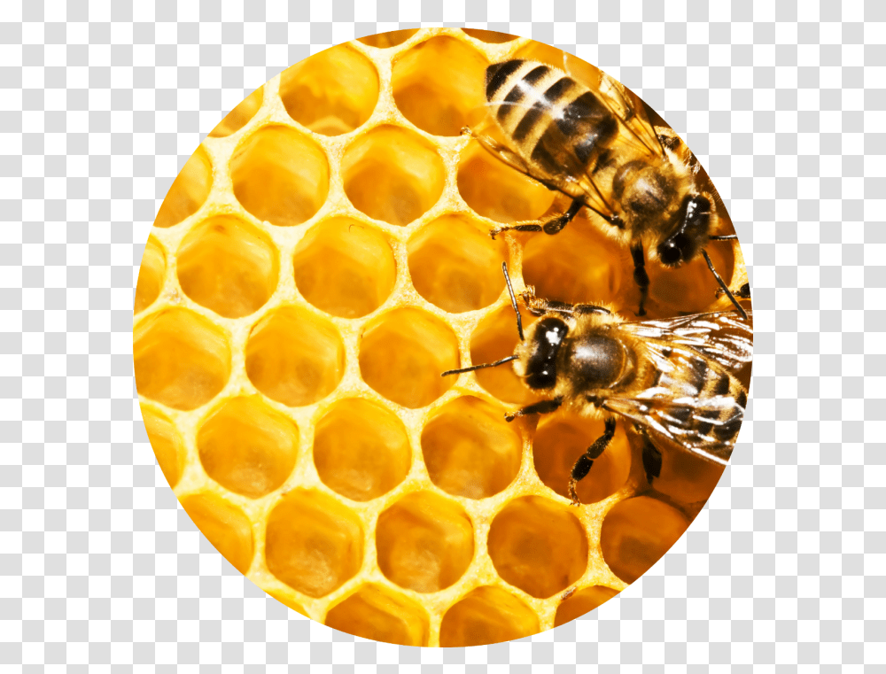 Free Honeycomb Background Download Clip Honeycomb Circle, Honey Bee, Insect, Invertebrate, Animal Transparent Png