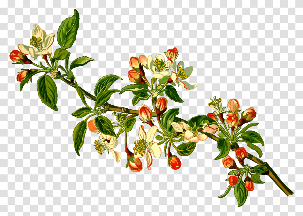 Free Icons Design Of Apple Tree Flor De Arbol De Manzana, Plant, Acanthaceae, Flower, Annonaceae Transparent Png