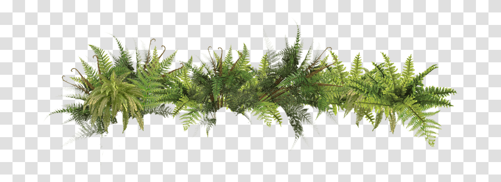 Free Icons Plants In The Rainforest, Fern, Leaf, Tree, Moss Transparent Png