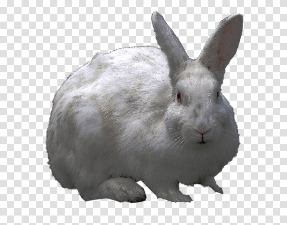 Free Icons Rabbit Hd Background, Hare, Rodent, Mammal, Animal Transparent Png