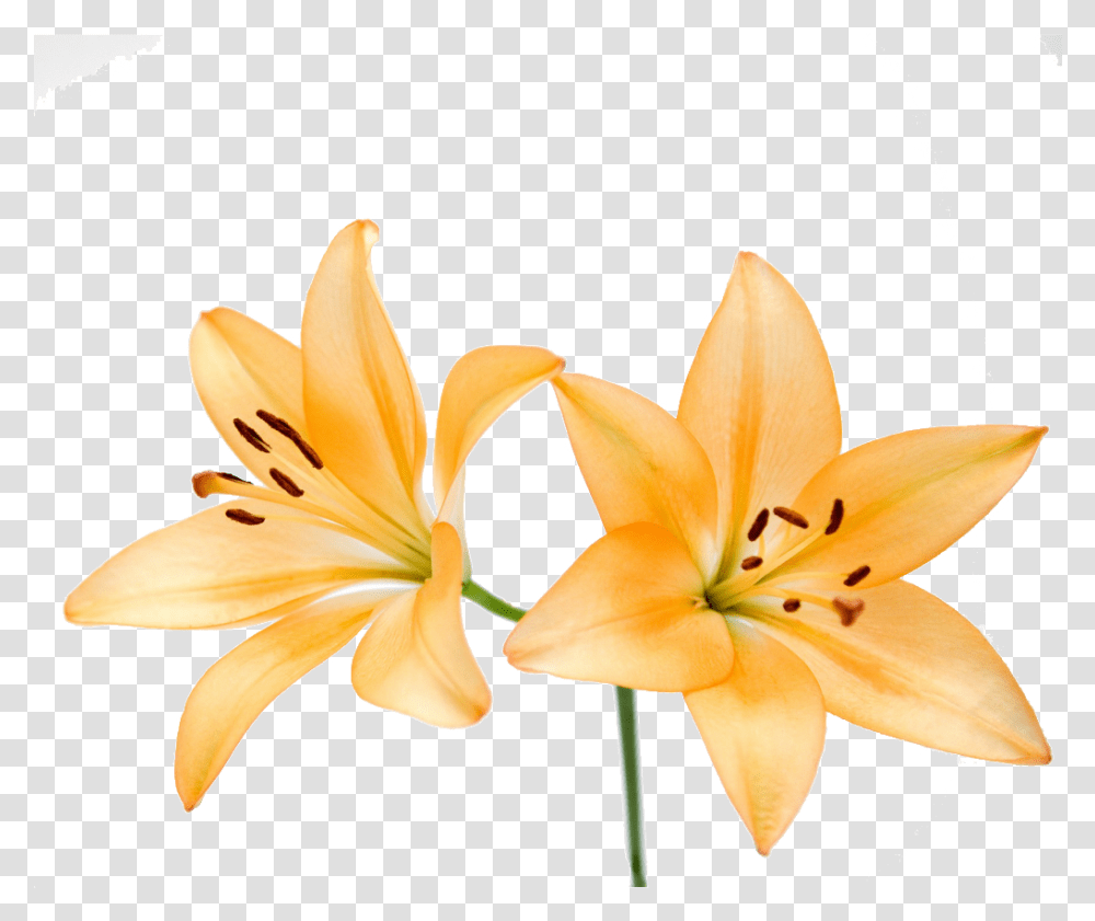 Free Illustration Lily Flower Lily, Plant, Blossom, Amaryllis, Flower Arrangement Transparent Png