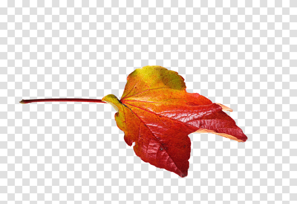 Free Image Autumn Leaves Leaf Laub, Plant, Tree, Maple, Maple Leaf Transparent Png