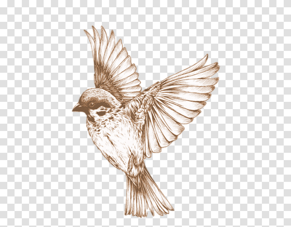 Free Image Bird Element Animal Know Why The Caged Bird Sings Art, Sparrow, Finch, Flying, Eagle Transparent Png