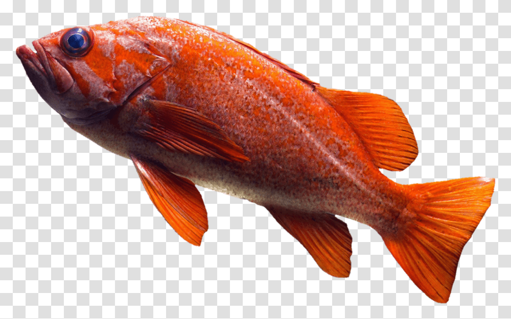 Free Image Fish Goldfish Orange, Animal, Aquatic, Water, Sea Life Transparent Png