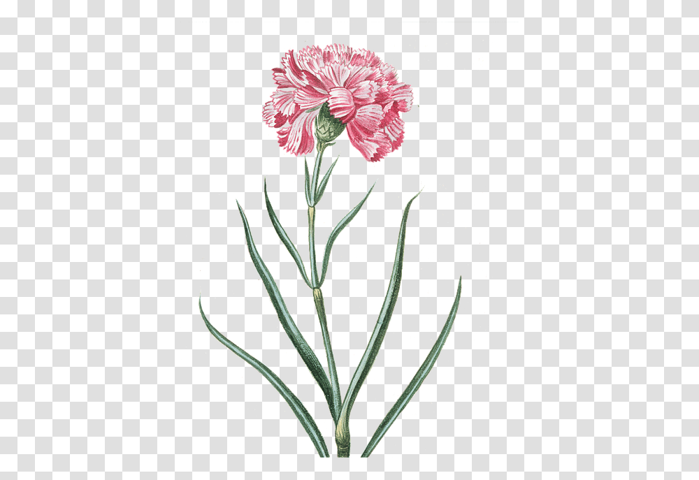 Free Image Flower Pink Vintage Flowers Vintage, Plant, Blossom, Carnation, Hibiscus Transparent Png