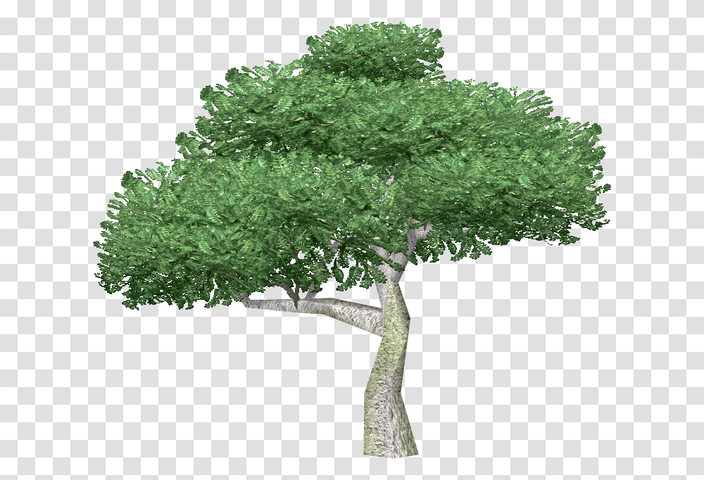 Free Image Of Tree Download Large Tree, Plant, Potted Plant, Vase, Jar Transparent Png