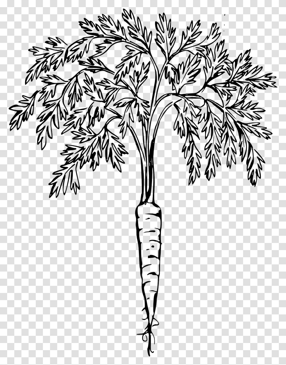 Free Image On Pixabay Carrot Clip Art, Gray, World Of Warcraft Transparent Png