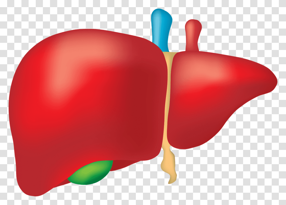 Free Image On Pixabay Largest Internal Organ Of Human Body, Balloon, Plant, Vegetable, Food Transparent Png