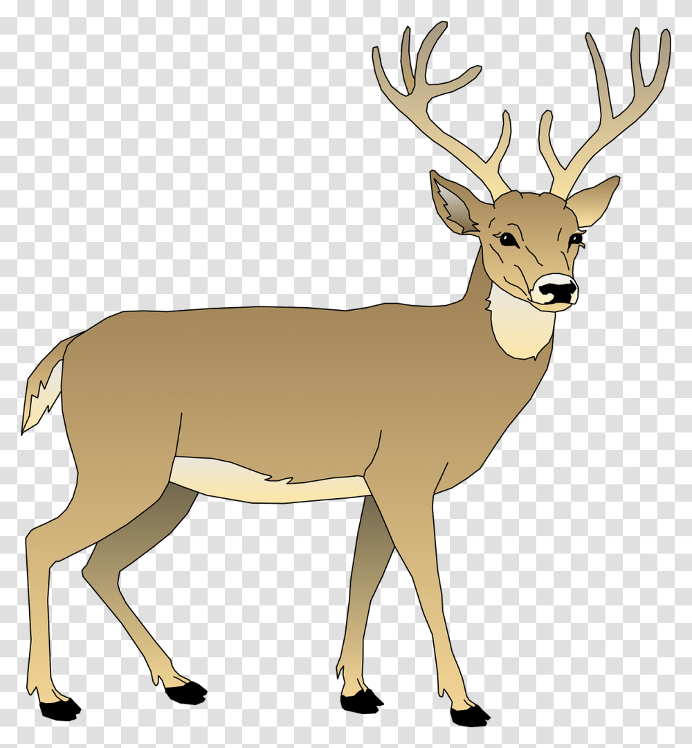 Free Image On Pixabay White Tailed Deer Clipart, Animal, Wildlife, Mammal, Antelope Transparent Png