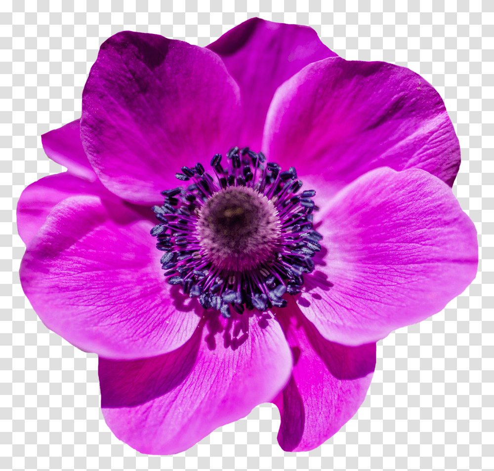 Free Image Poppy Flower Blossom Bloom In 2020 Purple Poppy Flower Clipart, Anemone, Plant, Pollen, Geranium Transparent Png