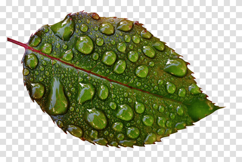Free Image Rosenblatt Drip Raindrop Wet Macro Photography, Leaf, Plant, Droplet, Veins Transparent Png