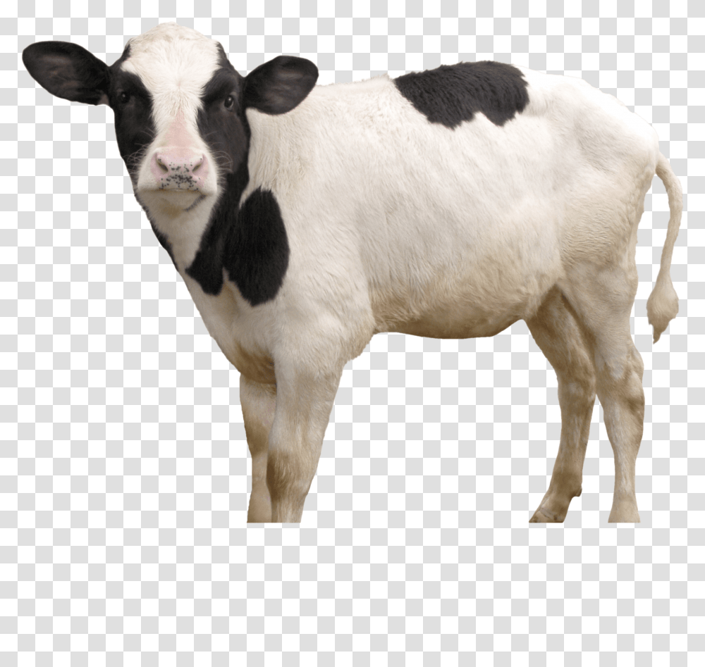 Free Images Calf, Cow, Cattle, Mammal, Animal Transparent Png