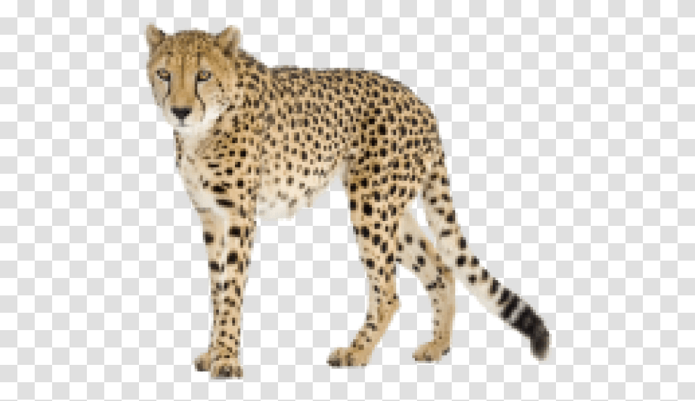 Free Images Cheetah, Wildlife, Mammal, Animal, Panther Transparent Png