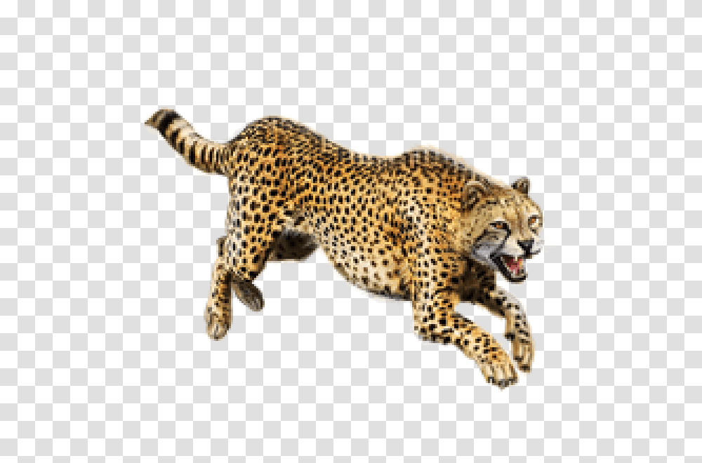 Free Images Cheetah, Wildlife, Mammal, Animal, Panther Transparent Png