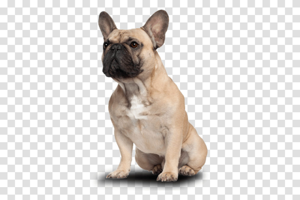 Free Images Dlpngcom French Bull Dogs Birthday Cards, Pet, Canine, Animal, Mammal Transparent Png