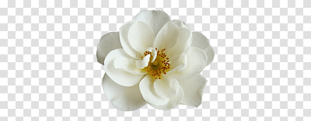 Free Images Dlpngcom White Cherry Blossom Flower, Rose, Plant, Petal, Anemone Transparent Png