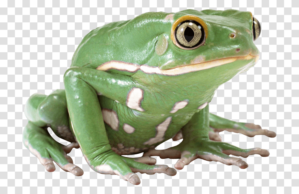 Free Images Its Thursday My Dude, Frog, Amphibian, Wildlife, Animal Transparent Png